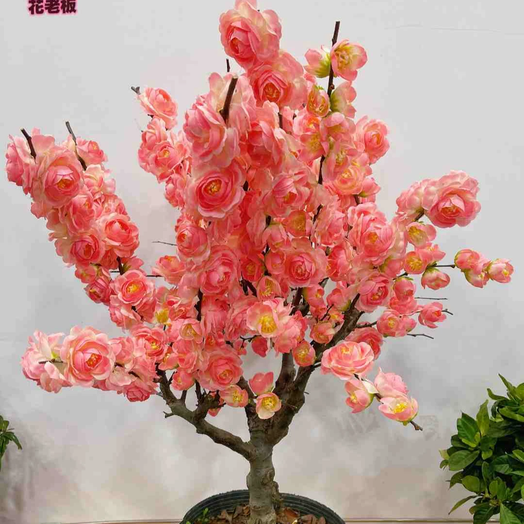 （元旦）稀有品种初心海棠花盆景花卉绿植四季