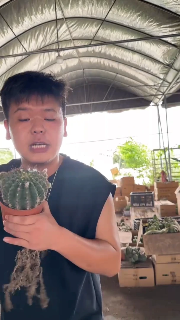 7-10cm 席克氏彩草 实生根