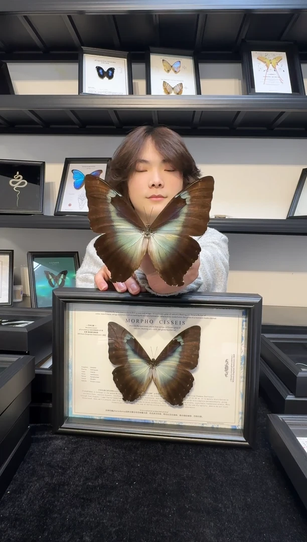 玻璃真实蝴蝶标本