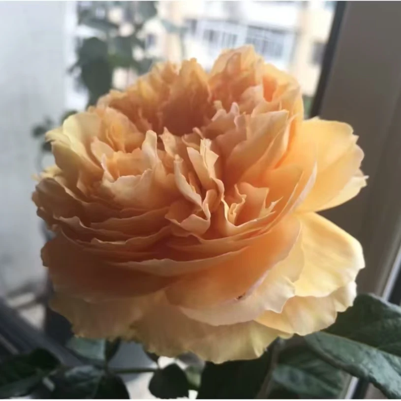 【马勒泽布大苗】四季灌木