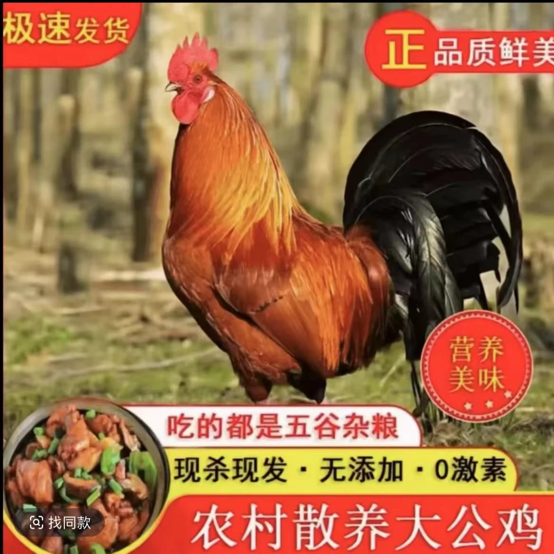 农村散养土公鸡走地鸡