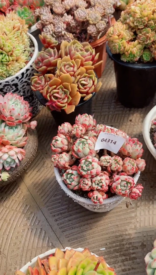 【闪购商品】04315