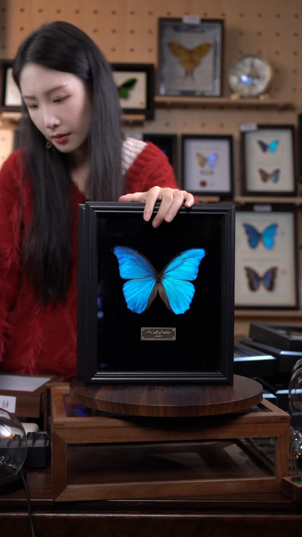 大蓝闪蝶黑绒底版10寸欧式框（带证书）