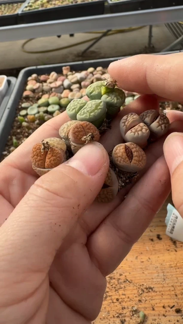 【闪购商品】7-188