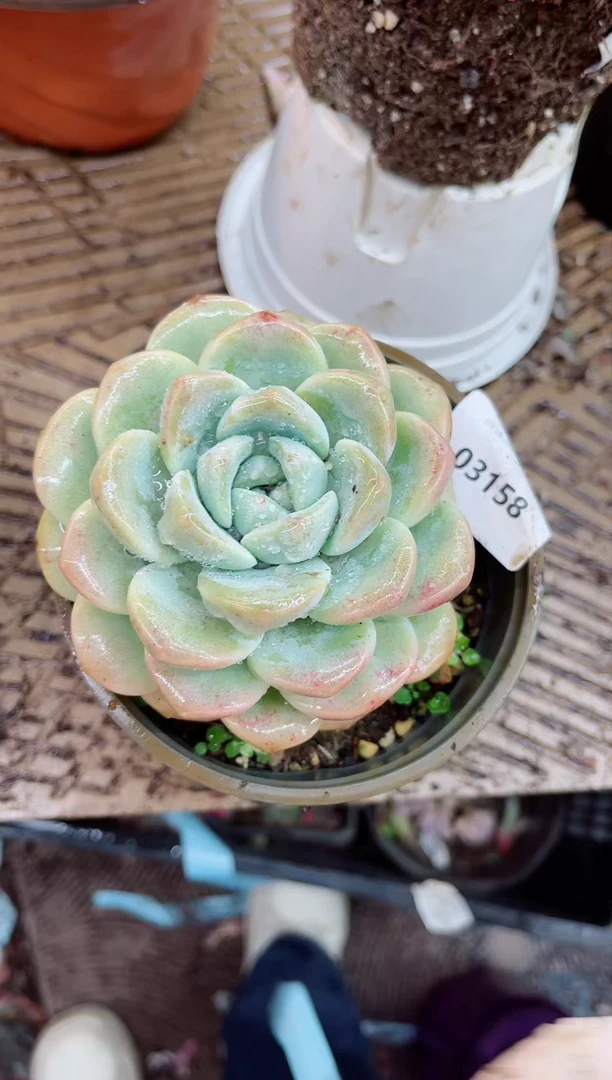 【闪购商品】03158