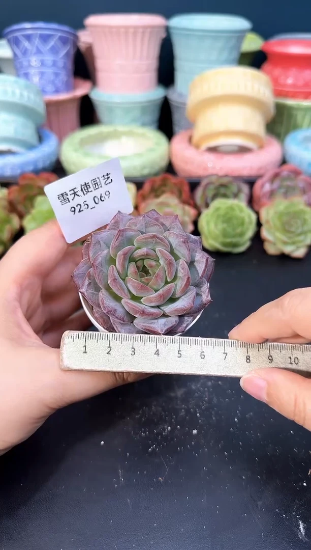 925-069青山（冠幅7cm）