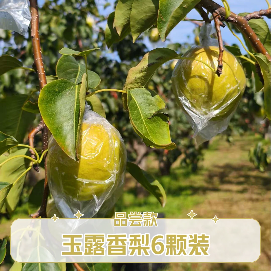 隰县玉露香梨应季水果新鲜梨子皮薄水大脆甜多汁山西隰县玉露香梨