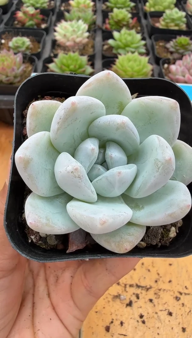 东云多肉园二店-34