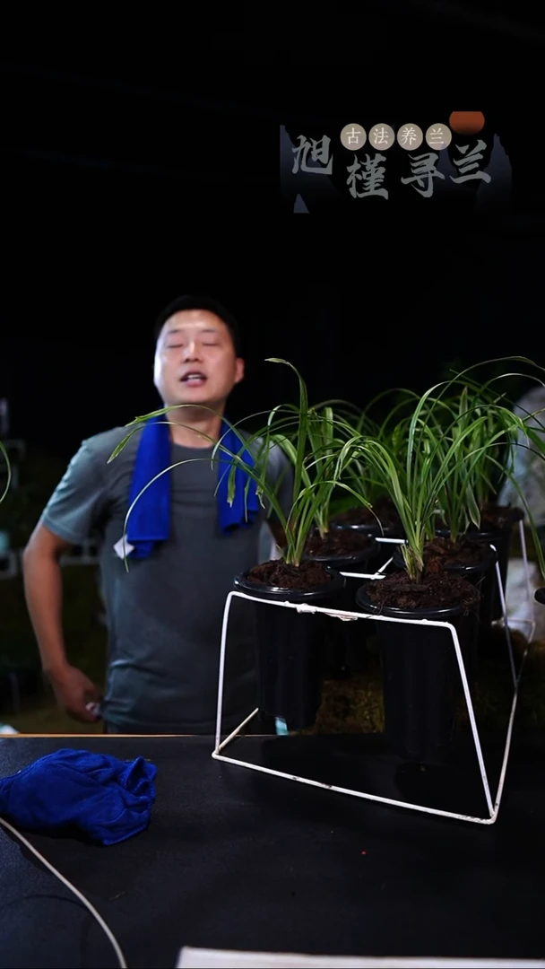 当前无花栽培后可以开花蕙兰龙眼（前垄子母2苗）发顺丰