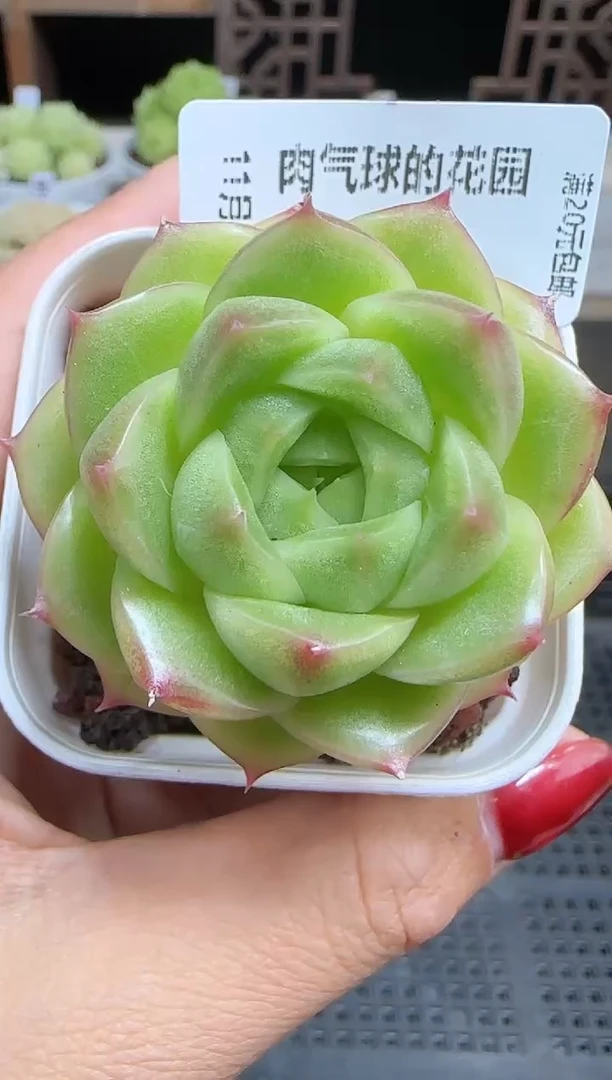 1105-443FM20-1麦秆群不包整