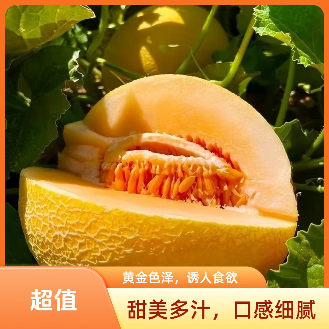 新疆吐鲁番黄金蜜瓜哈密瓜新疆特产包邮现摘现发