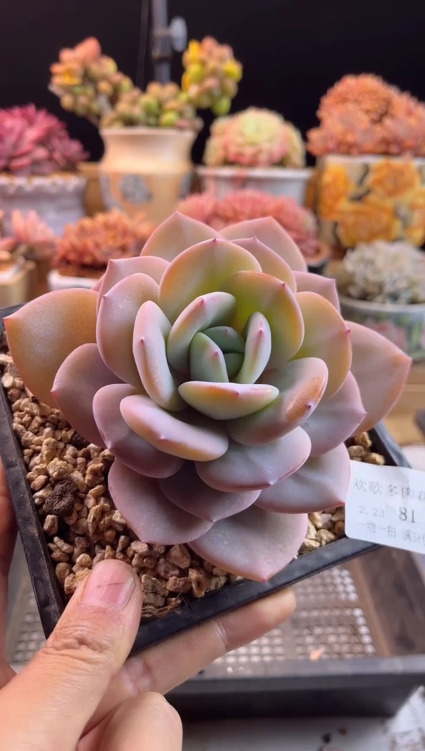 【闪购商品】2.23-81奶茶