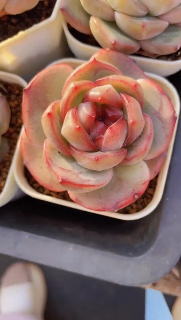 【闪购商品】609新珍妮多肉