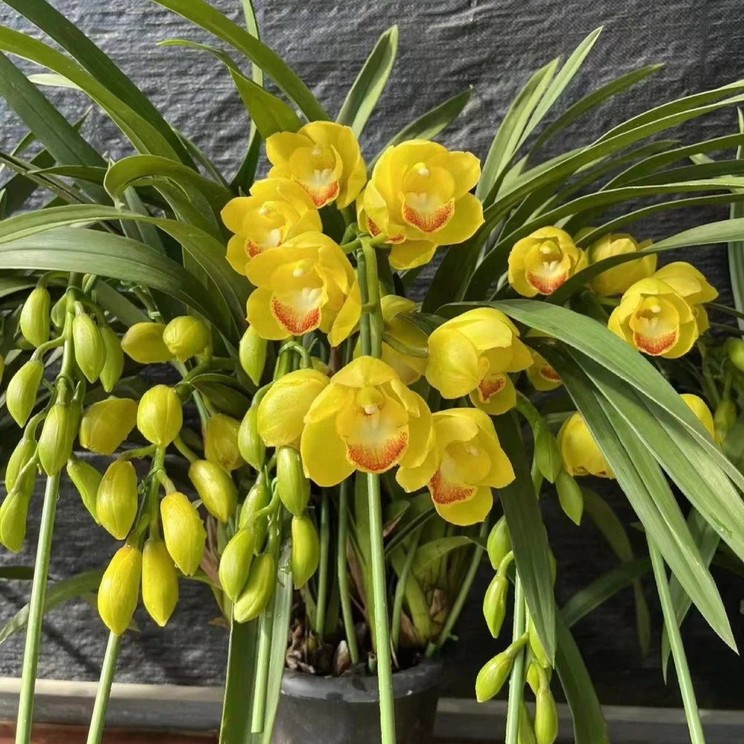 拱兰《月影》大花蕙兰室内高端花云南基地直发原盆原土发货