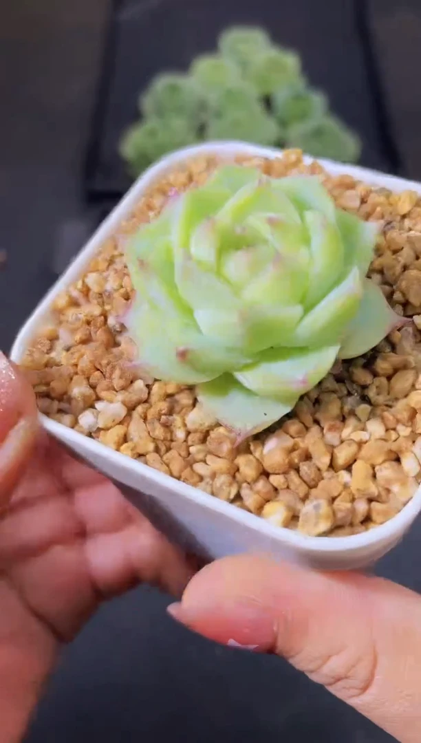 7010潘多拉量拍一个