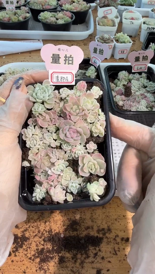 麦秆A切糕1盒 量拍多肉植物