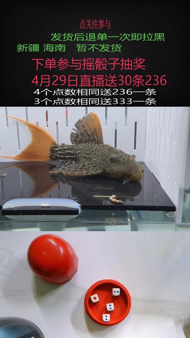 清道夫不包入缸损3