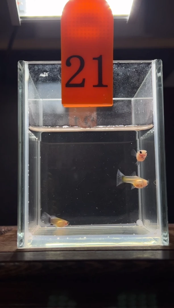 孔雀鱼黄肉蓝礼服玻璃猫普通体21