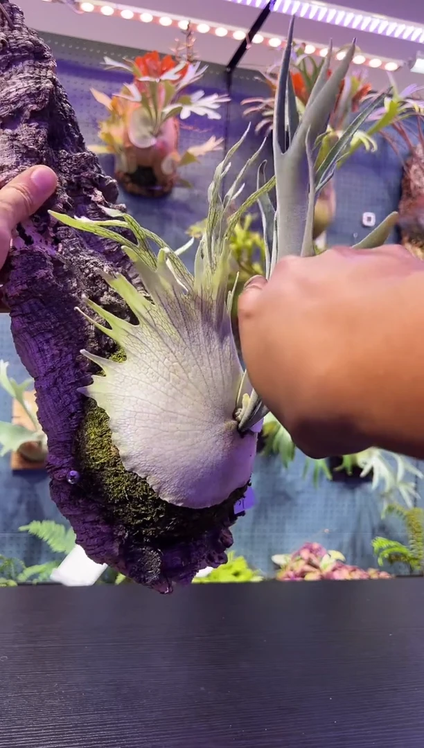 完全开放板植57 AR