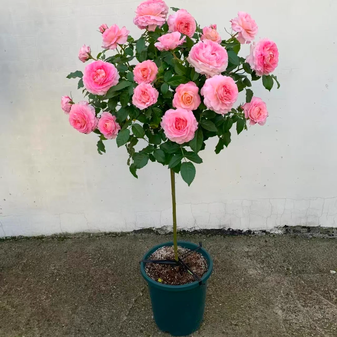 【仙度瑞拉】棒棒糖月季 四季开花勤花阳台庭院趣味养植云南基地