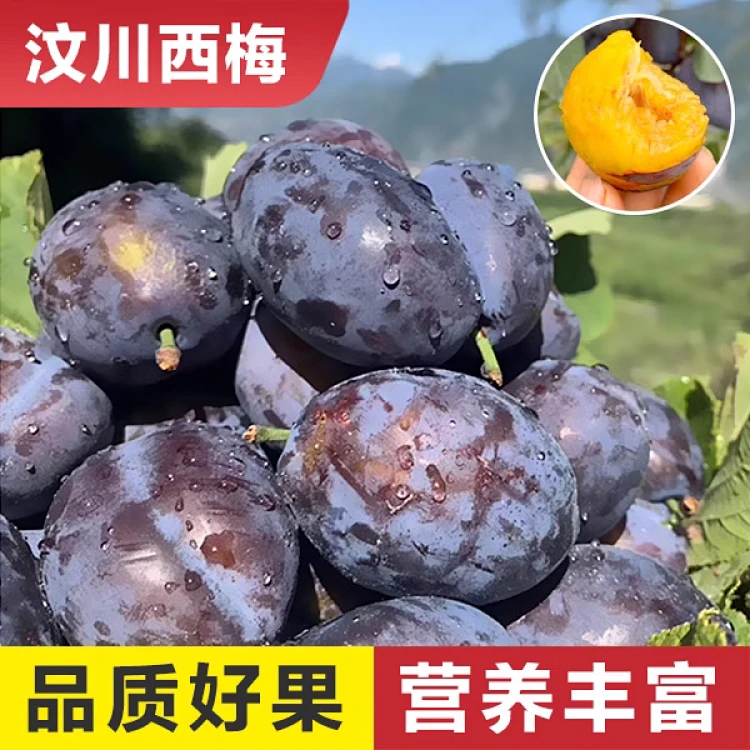 顺丰速运正宗阿坝汶川女神西梅时令水果西梅李软糯香甜3/5斤