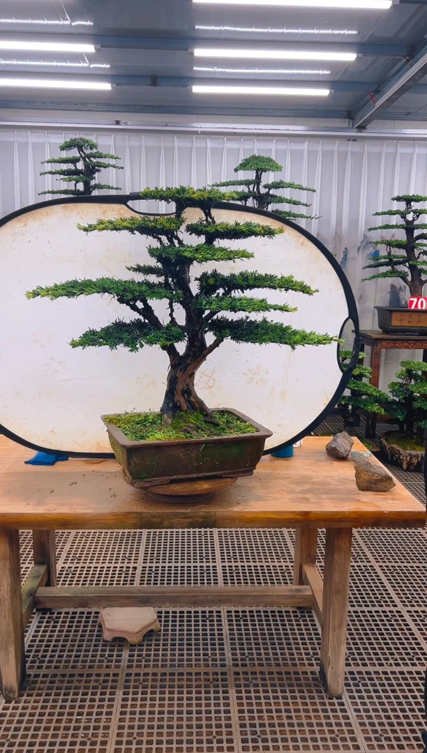 无花朵用****8精品盆景直播间一物一拍