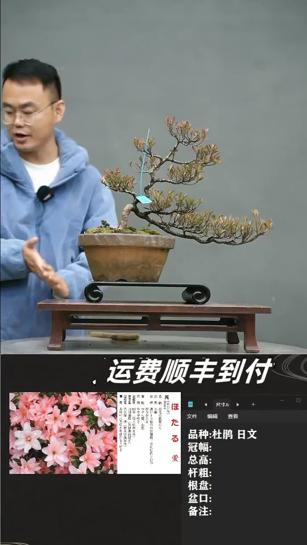 【闪购商品】12  杜鹃