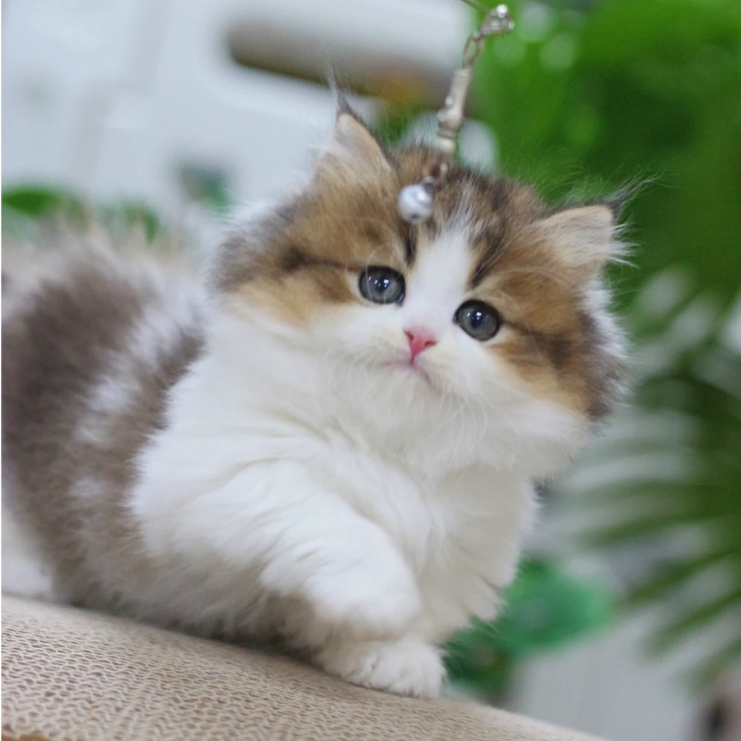 【【胖脸喵】胖嘟嘟小肥猫 宠物猫 健康猫宝宝】