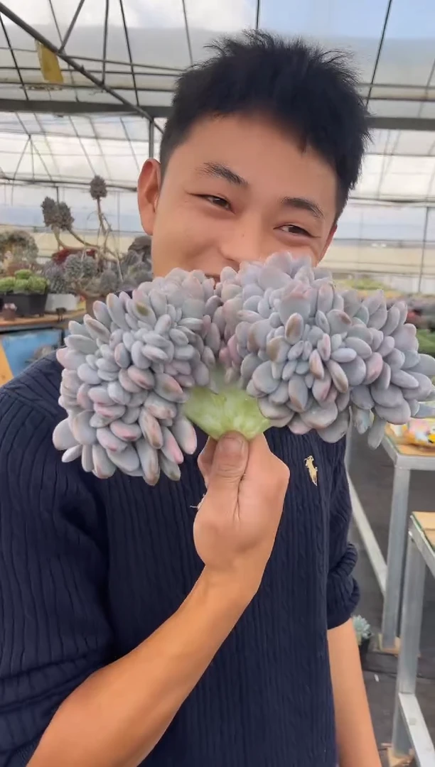 超大粉兔缀化