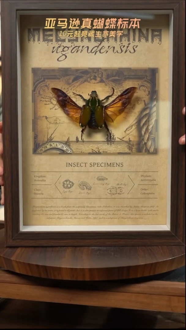 乌干达花金龟复古版l217