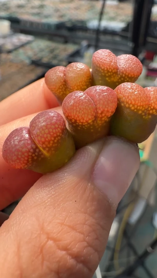 疯狂的多肉石头17·F系一颗