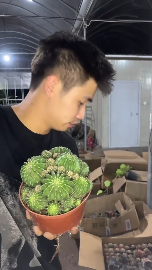 超大 群生 浓桃筋【带根】