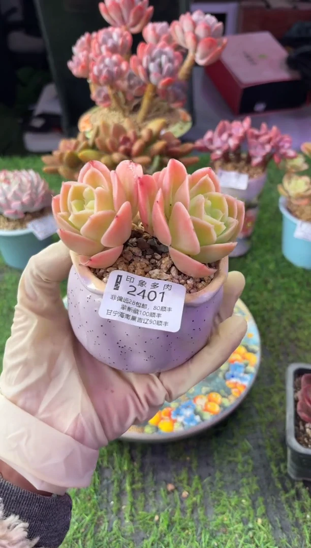 昆明印象多肉2401