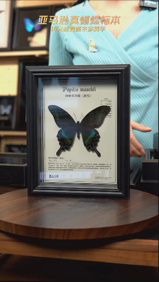 绿带翠凤蝶夏型中文科普款8寸竖框