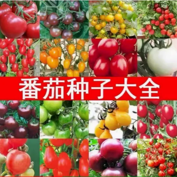 【全店满5包包邮】番茄种子大全 小番茄 中蔬四号番茄 圣女果种子