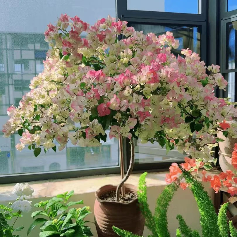 【绿樱】三角梅花卉四季开花适合庭院阳台盆栽带盆带土带花苞