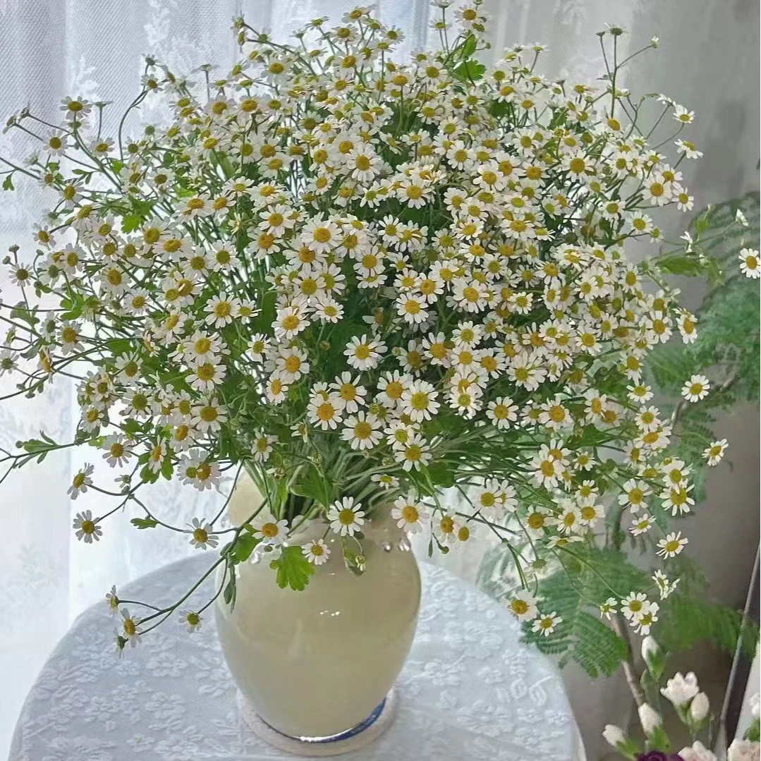 【花鲜达1】洋甘菊1扎装鲜花次日达家居养花插花生活鲜花全场两单包邮送货上门今天拍明天到基地现采鲜切花