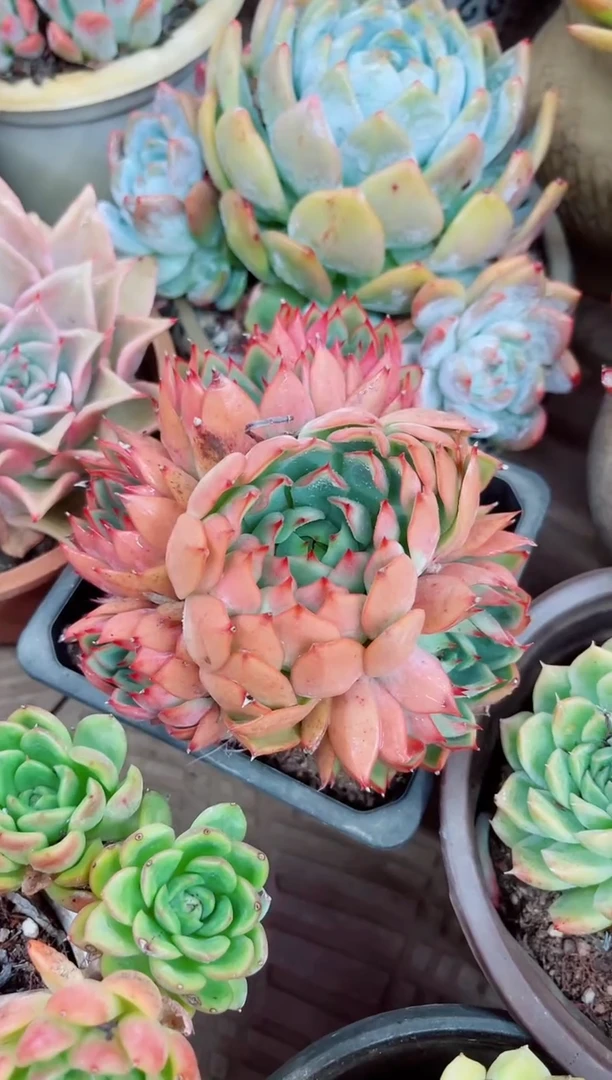 王*惠多肉植物一物一拍12027