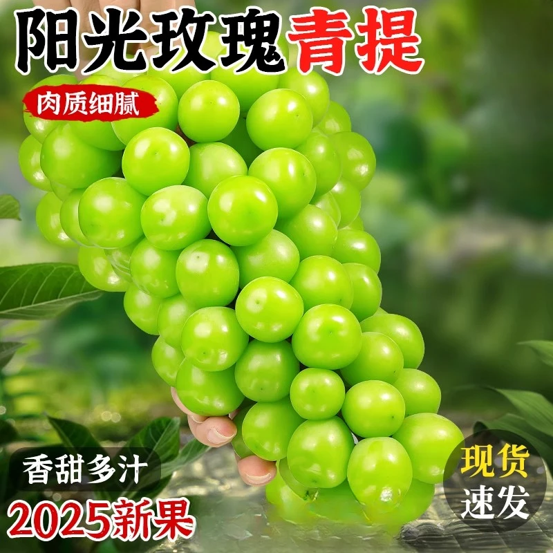 阳光玫瑰葡萄脆甜葡萄新鲜孕妇水果青提葡萄当季