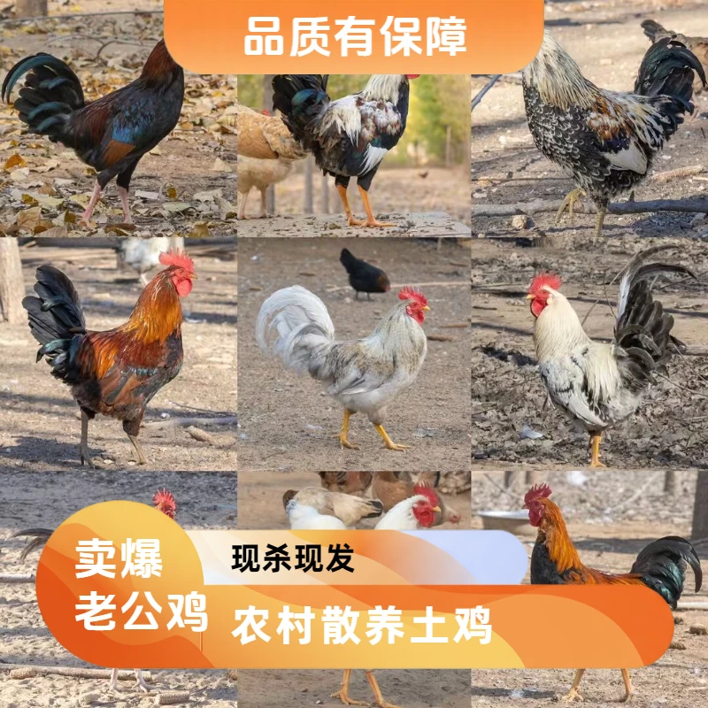 农村散养老公鸡，正宗土鸡现杀现发！