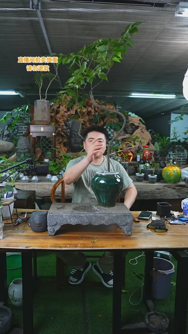 完全开放黄山栾树瓷器瓶