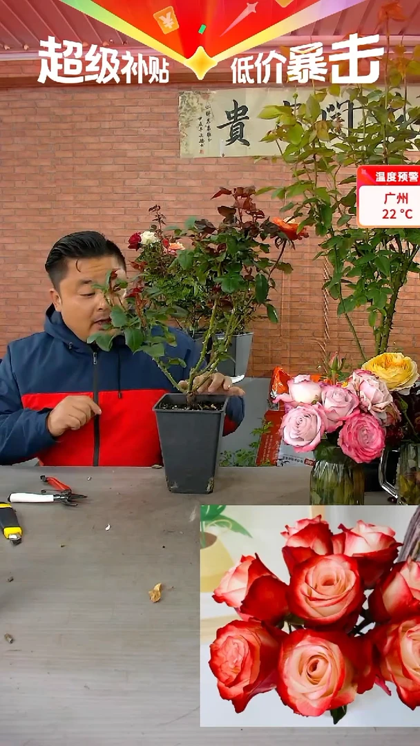 当前无花朵，栽培后可花朵法尔法拉