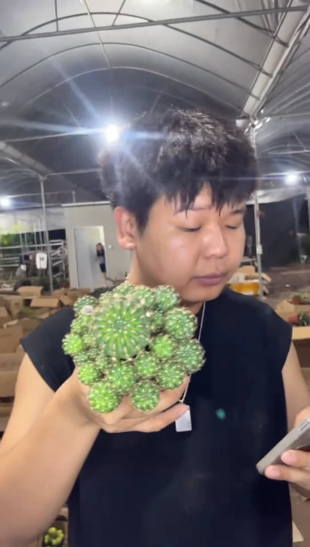 2颗 荷花 丽花【品种不指定】