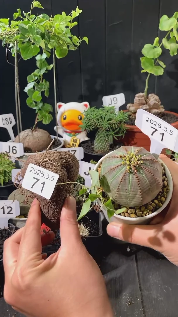 【闪购商品】实生布纹球3.5.71