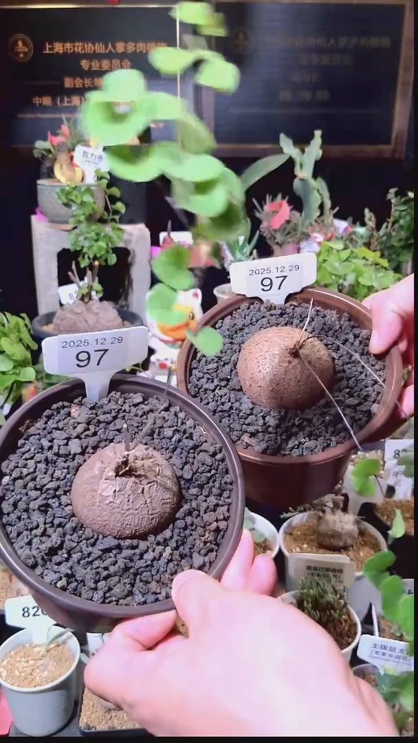 97号1229福利南非龟甲龙买一送一