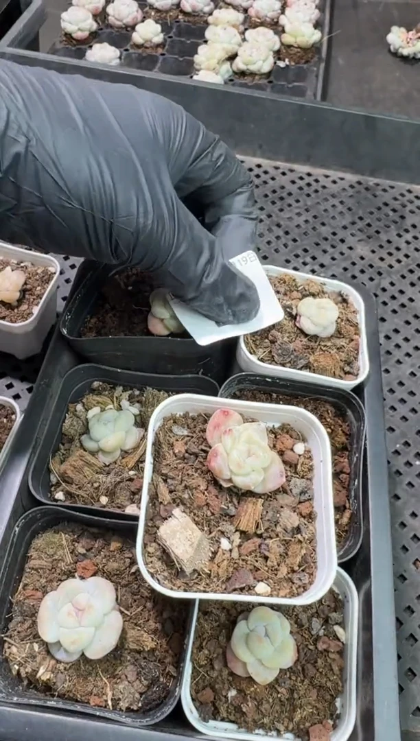 【闪购商品】22号到手一框-江北一物一拍