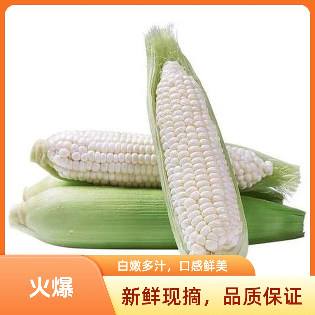 本地自产粘糯玉米新鲜带皮