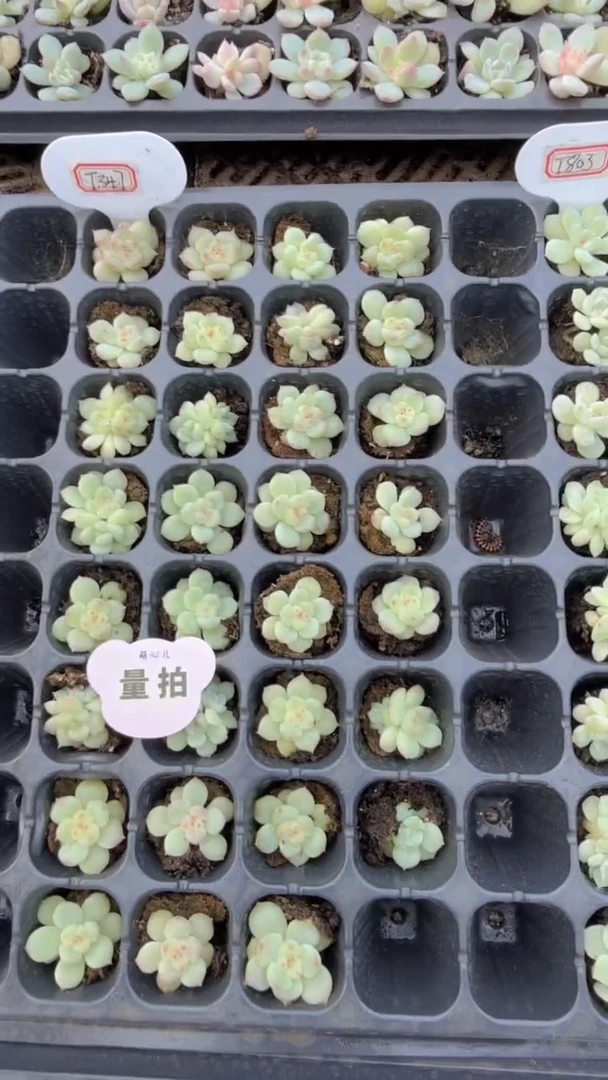 T347 多肉植物量拍 9块9包邮