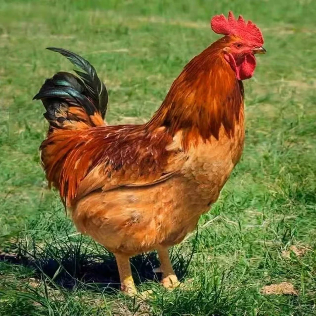 长尾九斤红土鸡公母可选一斤左右发8只散养宠物鸡红瑶鸡