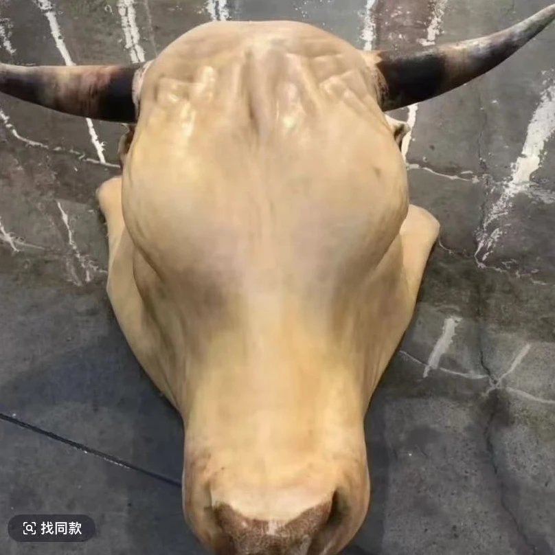 正宗河南南阳黄牛牛头